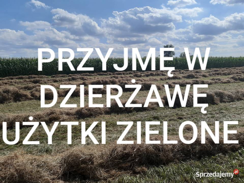 Dzierżawa użytków zielonych łaki Barcin sprzedam