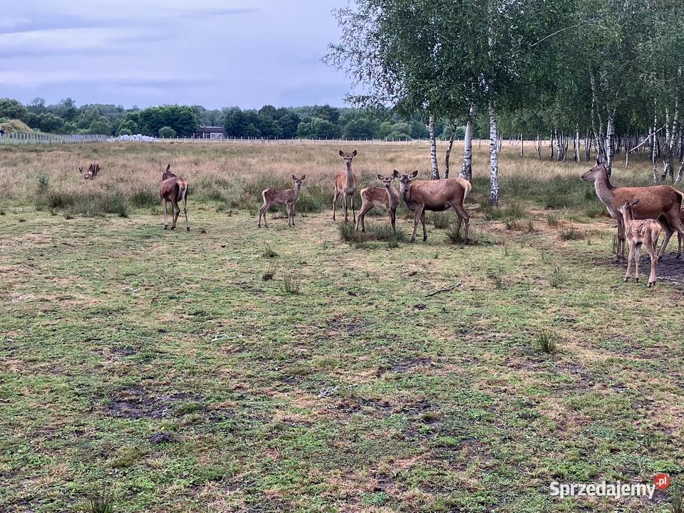 Sprzedam jelenie byki łanie podkarpackie Wólka Niedźwiedzka