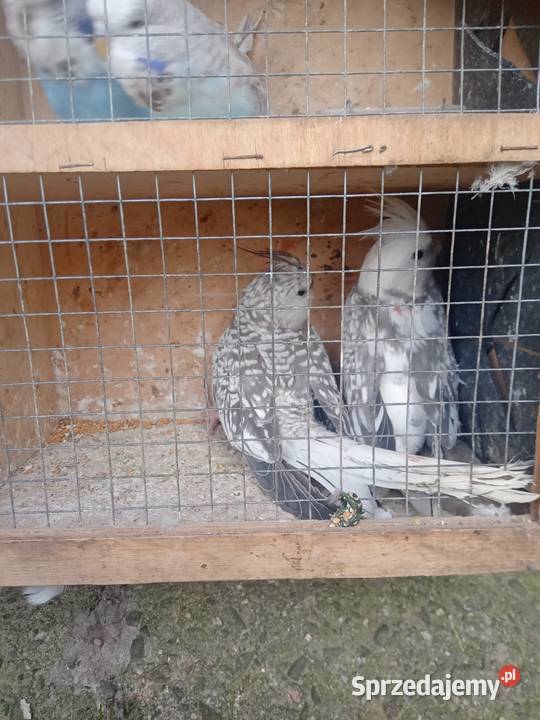 Nimfy Wawrzeńczyce sprzedam