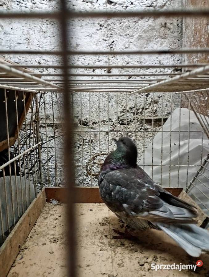 Gołębie pocztowe kolorowe