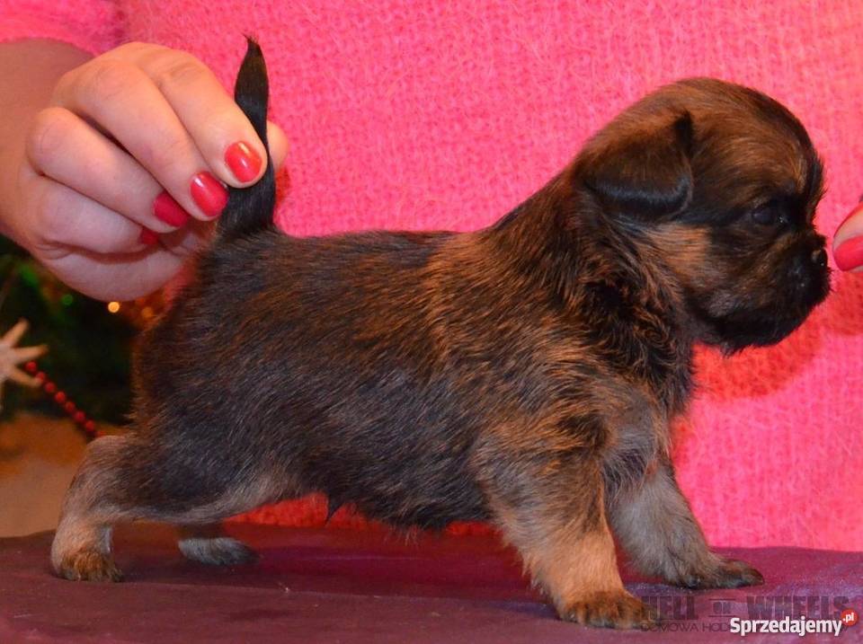 Gryfonik brukselski na sprzedaż Zgierz