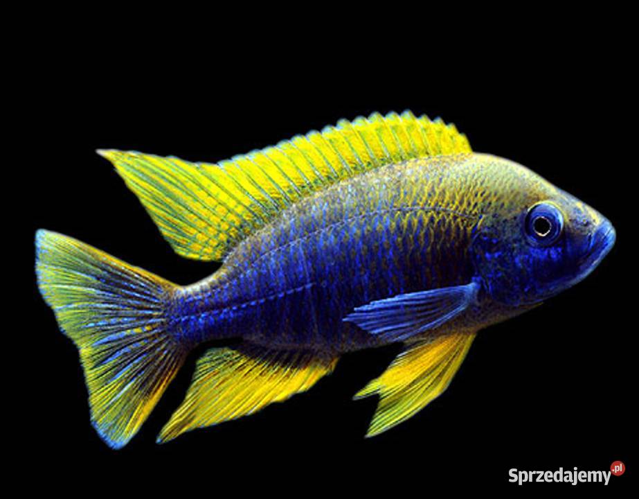 Aulonocara jacobfreibergi MAMELELA LEMON JAKE Gdańsk