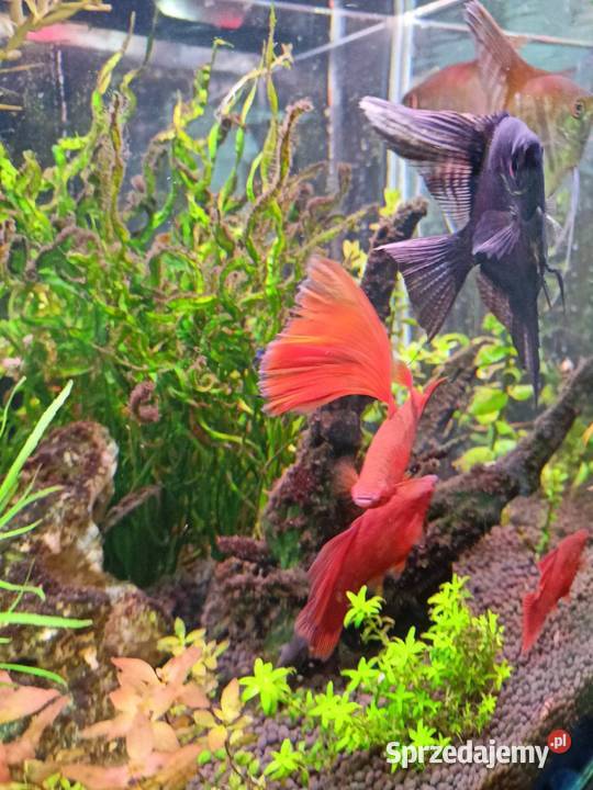 Mieczyki czyste Delty Łódź