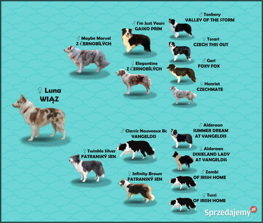 Rasowa suczka BORDER COLLIE z Hodowli pełną dok Pozostałe sprzedam