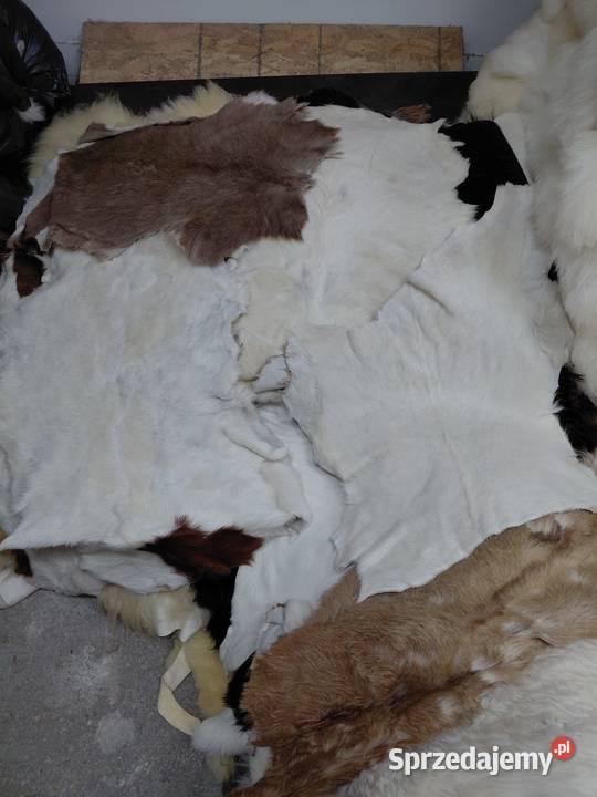 PAKIET SKÓR Kozich 5 Sztuk Skóry kozie 2 Klasa Skóry