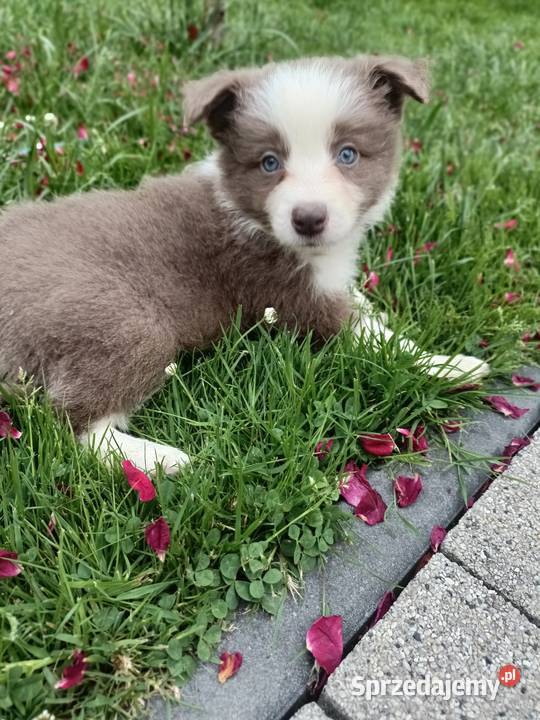 Border Collie szczenięta FCI Lilac niebieskie