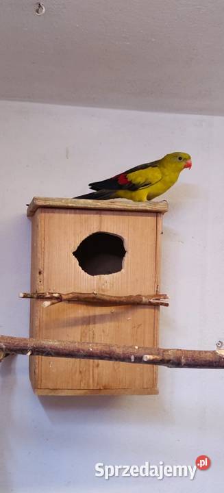 Sprzedam papugi górskie i kozy Świerklany