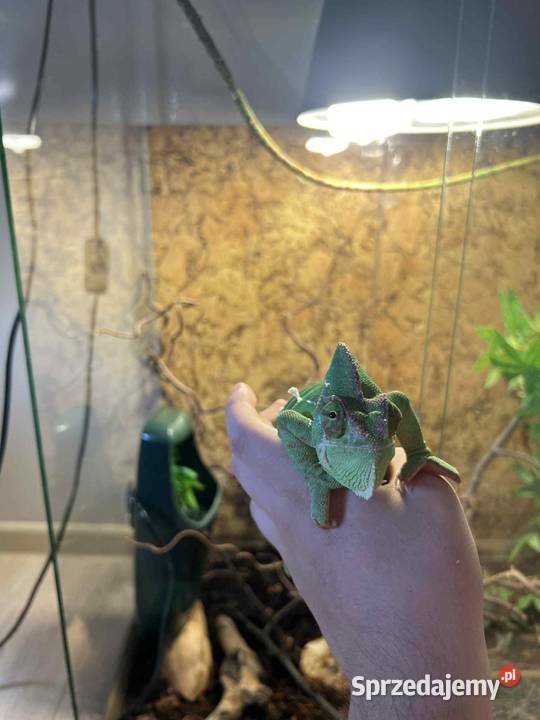 Kameleon Jemeński 2letnia samica terrarium z Dąbrówka sprzedam