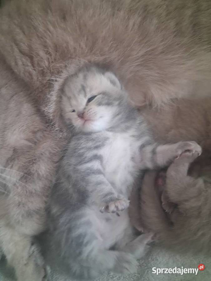 Kotki brytyjskie krótko wlose