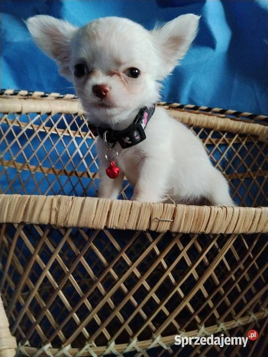 Śliczna malunia sunia chihuahua dolnośląskie sprzedam