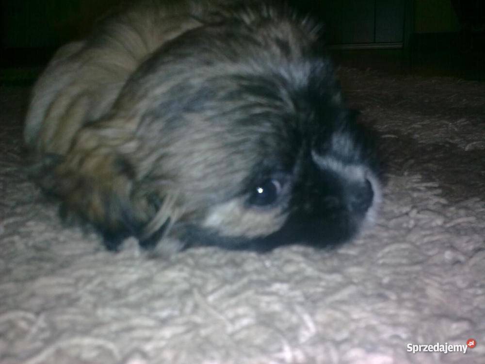 szczeniaka 2 miesięcznego Kołbiel