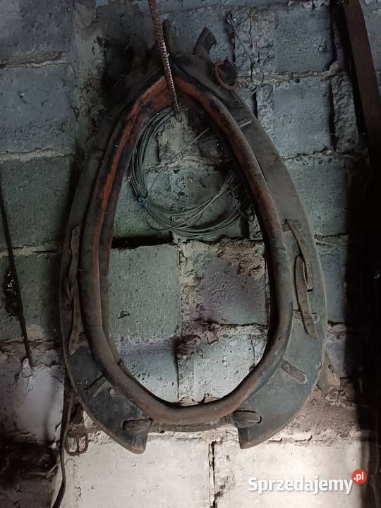 Chomonto i lejce Kielce