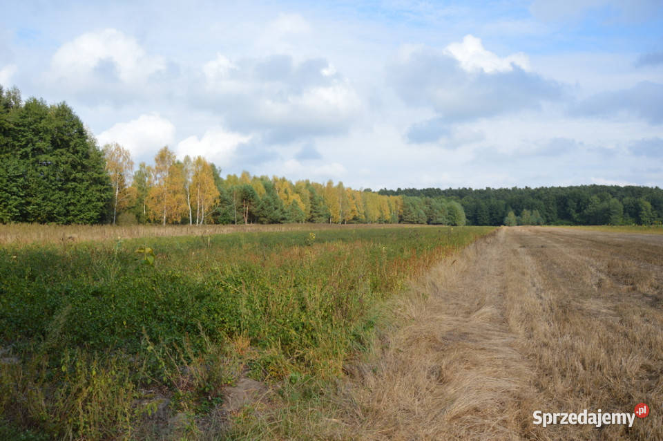 Działka Klarów 109 ha Sprzedaż