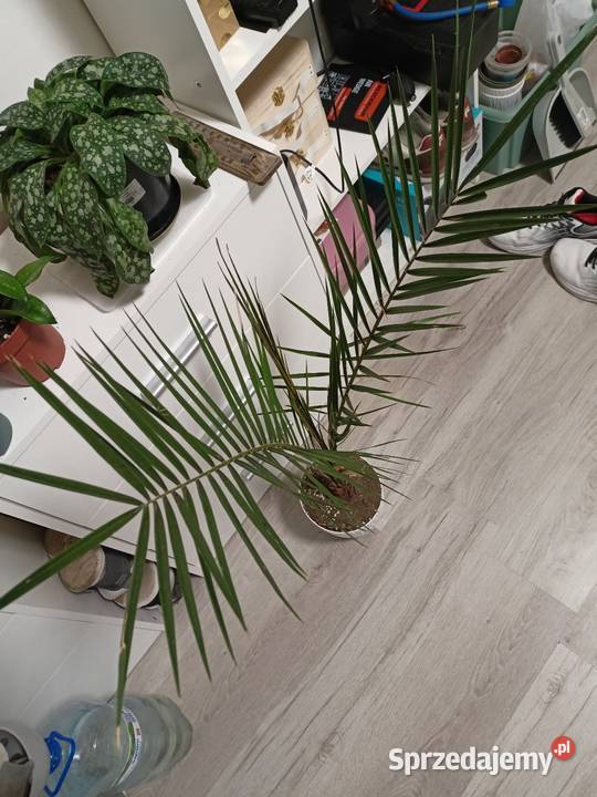 Daktylowiec Kanaryjski wys 95 sprzedam