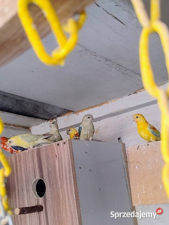 Ptaki 24 i 25 Ptaki Łysa Góra sprzedam