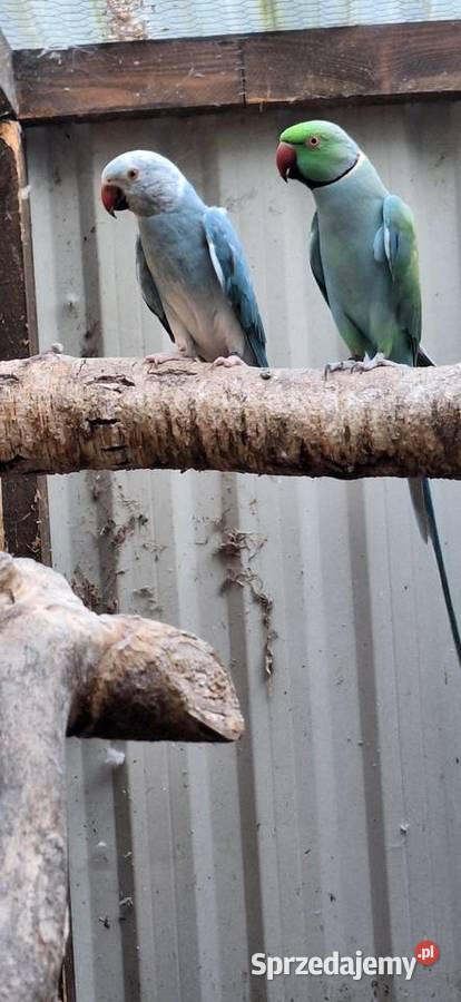 Aleksandretty Obrożne Zwierzęta Łańcut