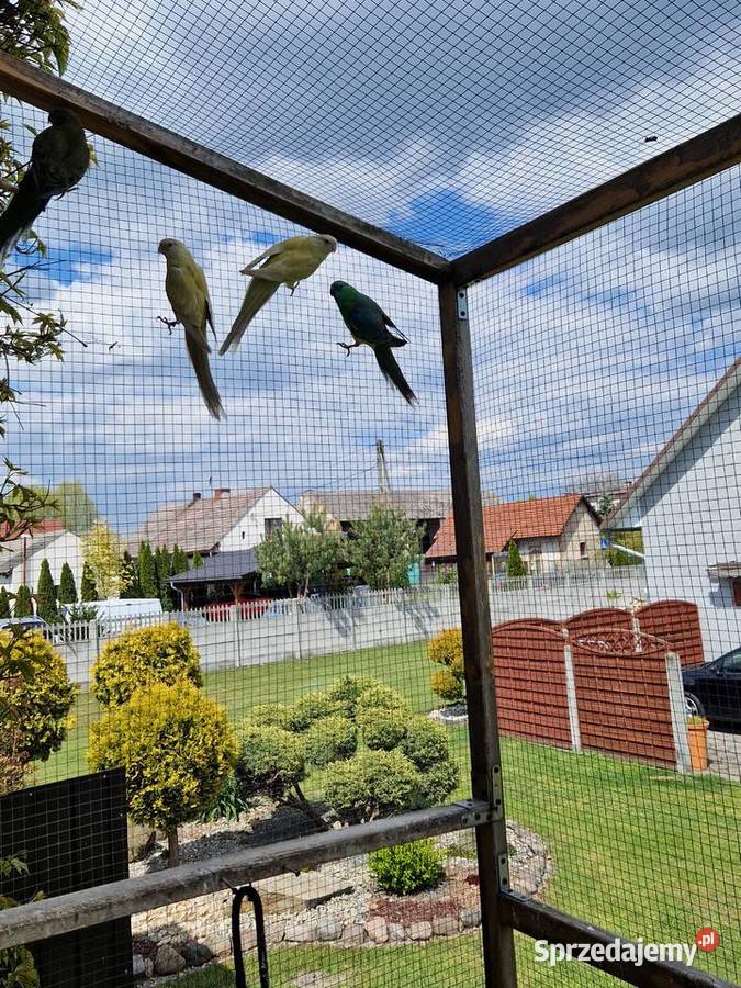 Sprzedam papugi Ptaki Krasowa