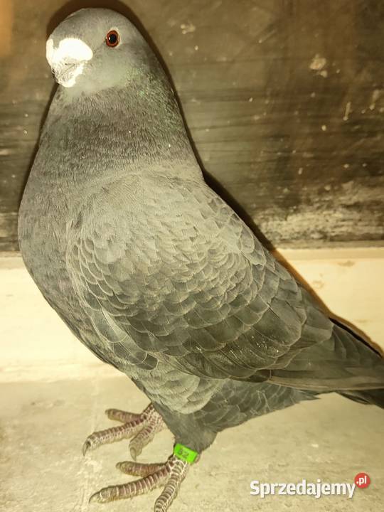Gołębie ozdobne Show Racery Polkowice