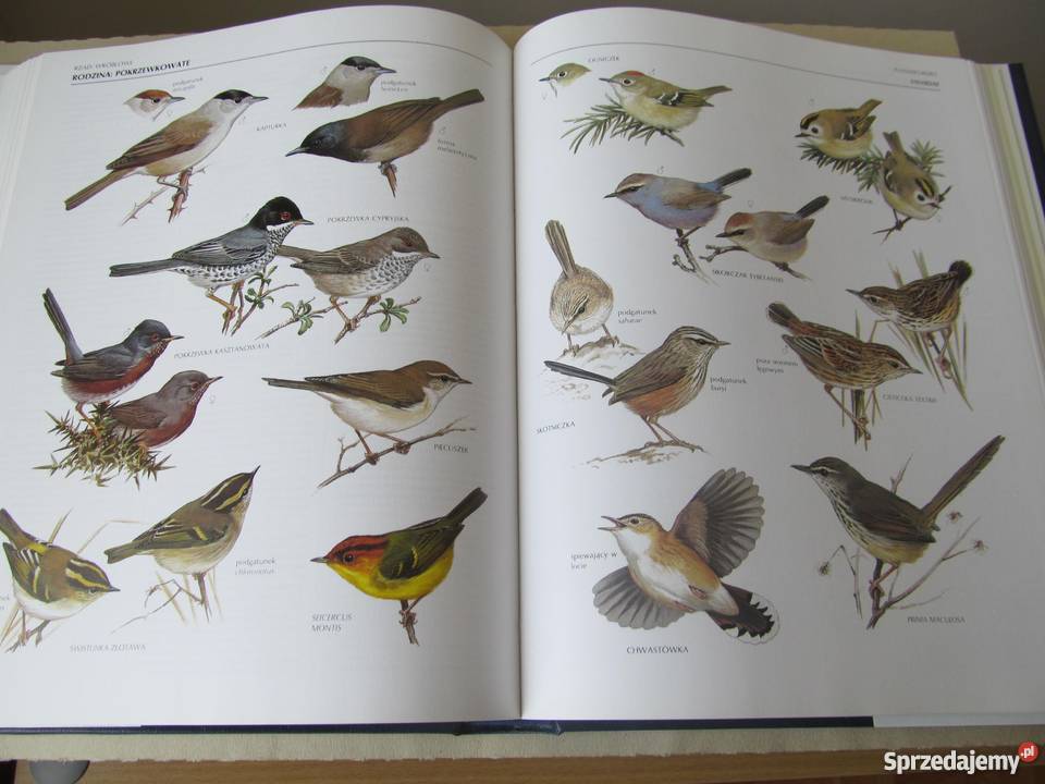 WIELKA ENCYKLOPEDIA PTAKÓW Perrins ChM Poradniki, albumy i reportaże lubuskie Zielona Góra