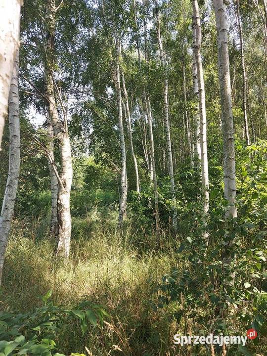 Działka rolna Bukowiec 5911 m2 Inwestycja