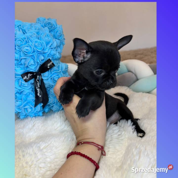 Piesek czarny krótkowłosy chihuahua badania DNA łódzkie