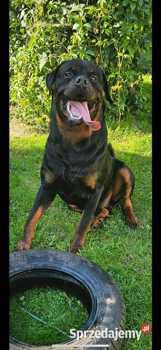 szczeniaki rasy Rottweiler dolnośląskie Zgorzelec