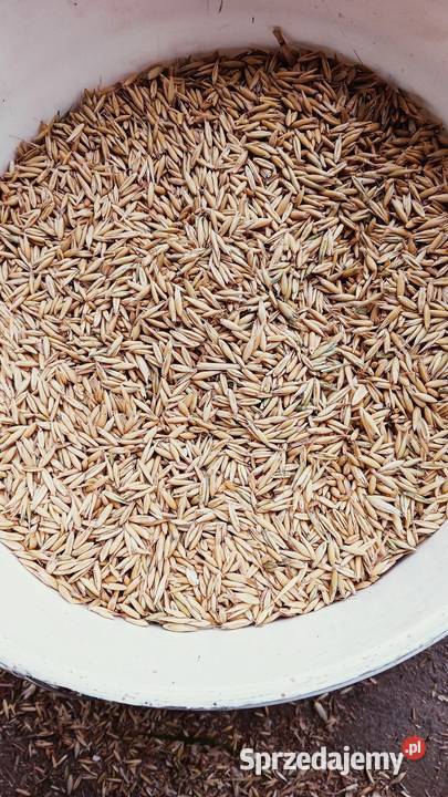 Owies jary zbiór 2025 Sochaczew