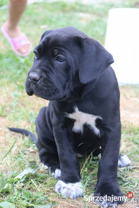 Cane corso szczeniaki ZKwPFCI Nowotaniec