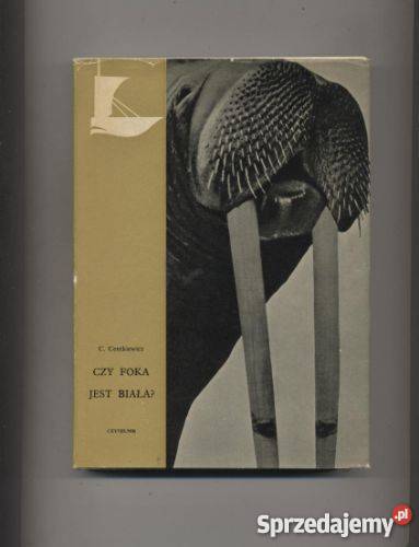 Czy foka jest biała