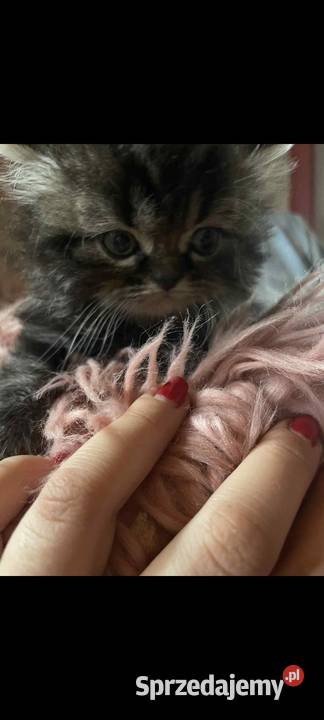 Kot perski kocurek pręgowany z rodowodem Perski śląskie Gliwice