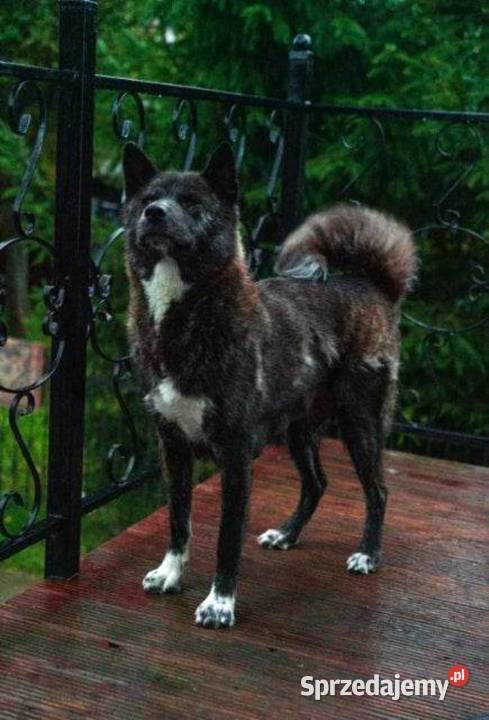 Akita Inu szczenięta socjalizowane zoopsychologa Radzyń Podlaski