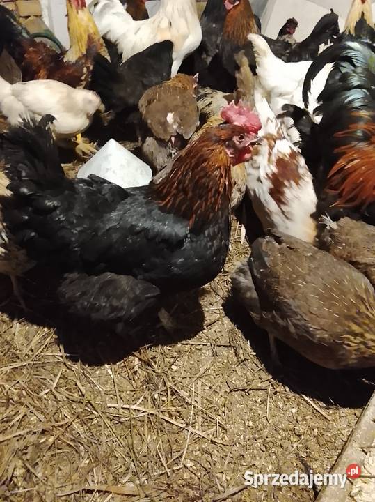 Kury rasy marans Brzeźno