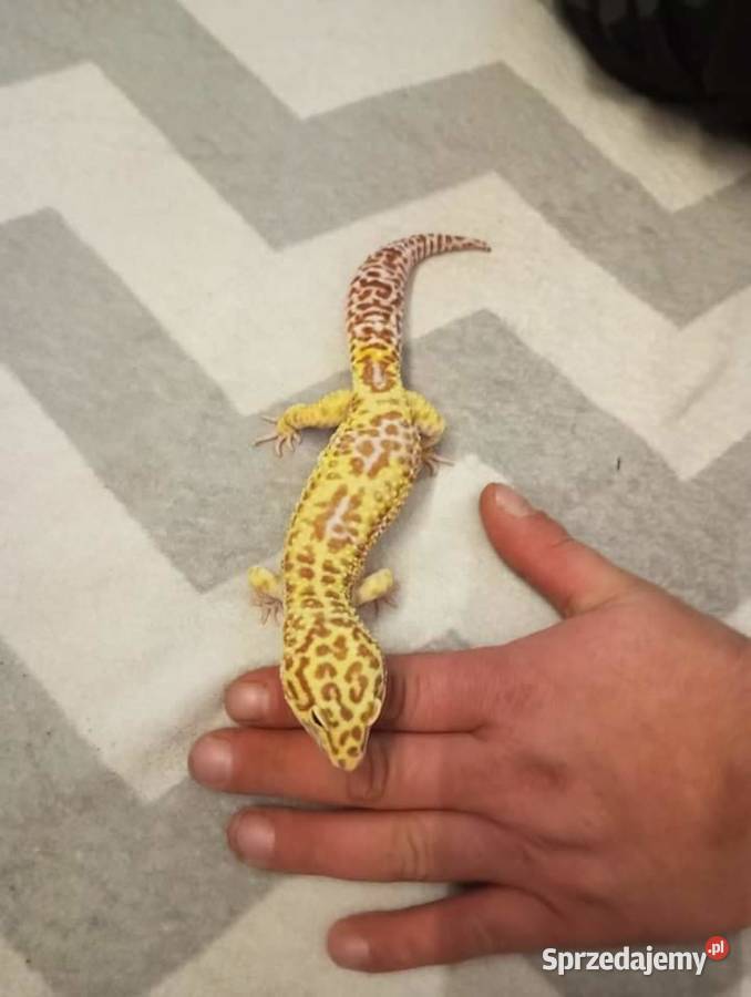 Gekon Lamparci Wałbrzych