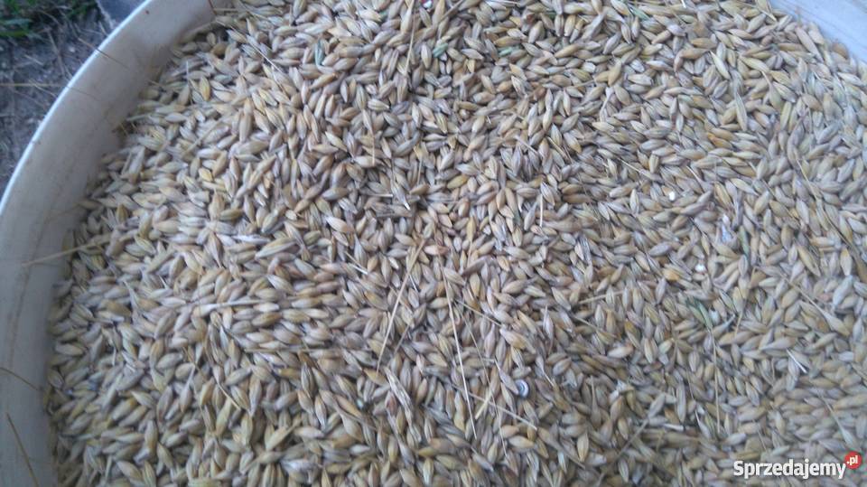 Jęczmień jary Kucyk sprzedam