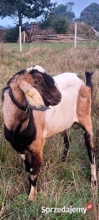 Kozioł 100 AN sprzedam