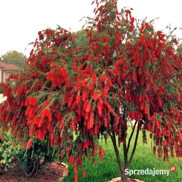 KUFLIK PŁACZĄCY Callistemon viminalis NASIONA kujawsko-pomorskie Lubanie sprzedam