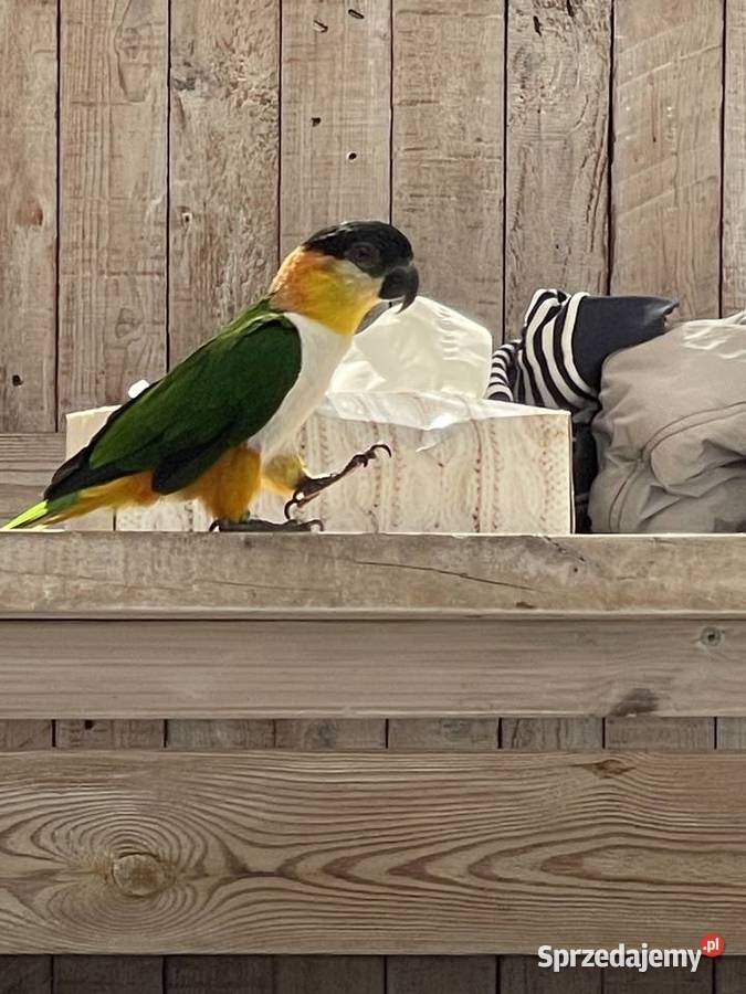 Barwinki Białobrzuche i Czarnogłowe pupilki Białystok
