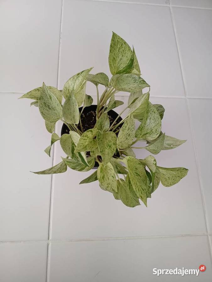 Epipremnum Marble Queen Snow Częstochowa