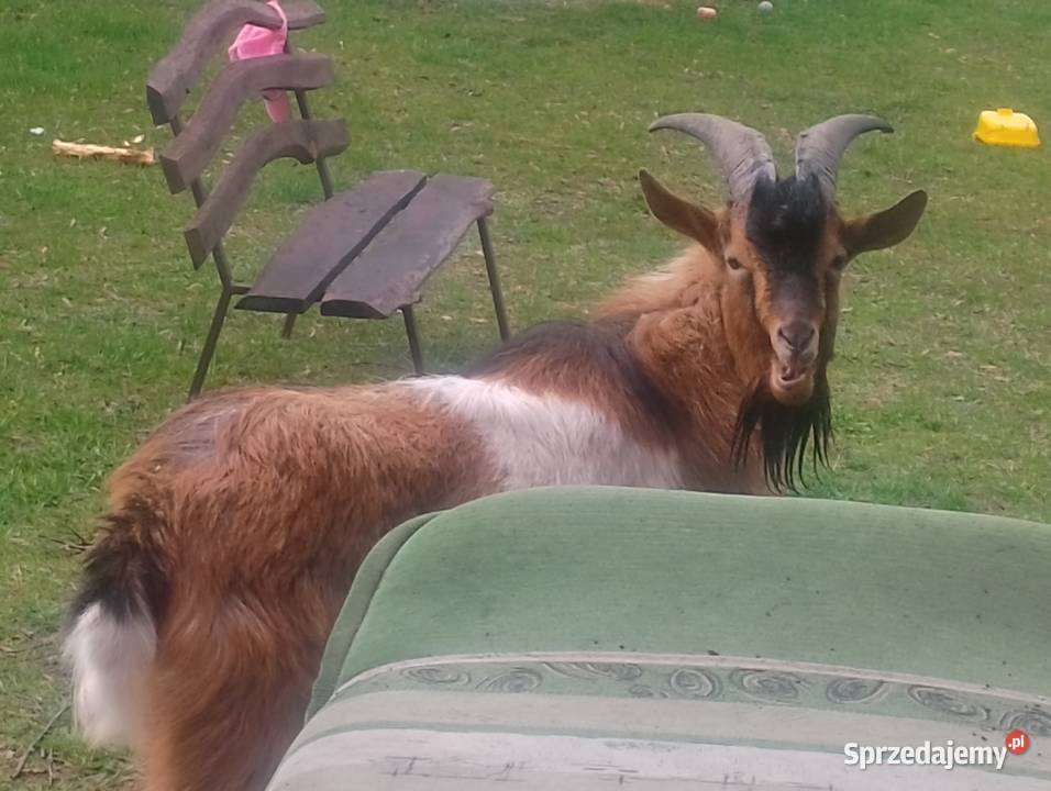 Kozioł dwuletni Pionki