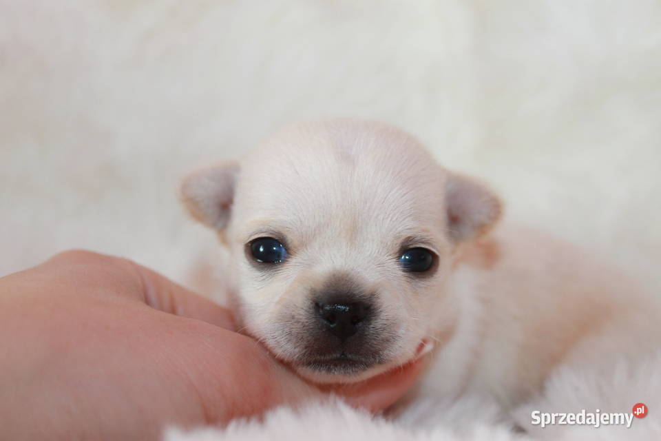 Chihuahua długowłosy chłopiec ZKwP FCI z Zwierzęta Świnoujście