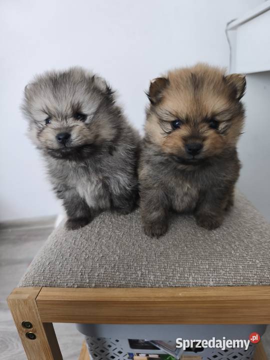 Pomeranian szczeniaki Psy małopolskie Lachowice