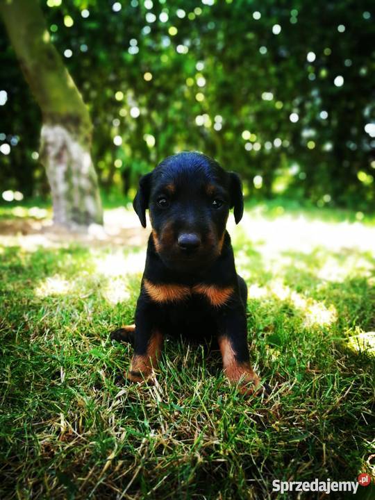 Niemiecki Terier Myśliwski Jagdterrier FCI Pozostałe dolnośląskie