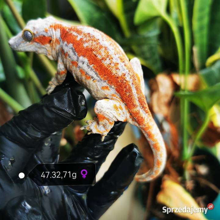 Gekon Gargulcowaty rhacodactylus avriculatus Zwierzęta Kraków