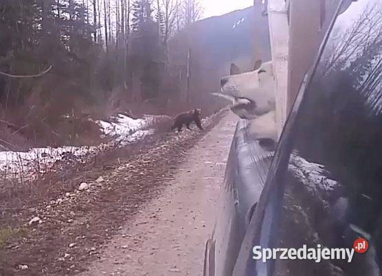 Lajki Zachodniosyberyjskie szczeniaki urodzone w Zwierzęta Konin