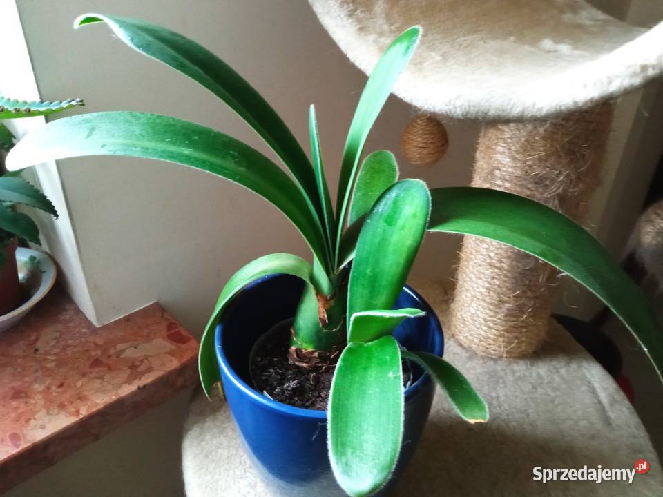 Kwiaty Patyczak i podlaskie