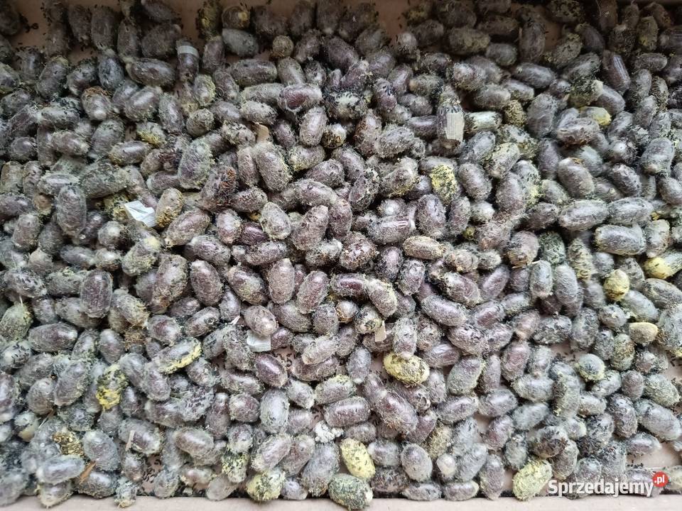 Murarka ogrodowa kokony Szadek sprzedam