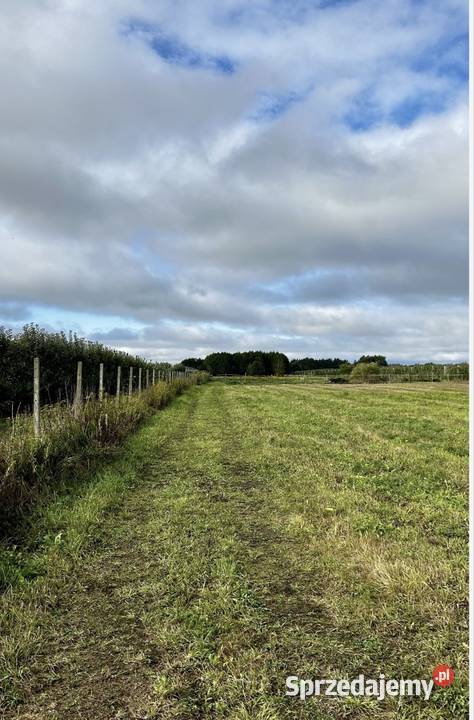 Bezpośrednio działka 3000 m z WZ DK50 120zł/m2 Sprzedaż Całowanie