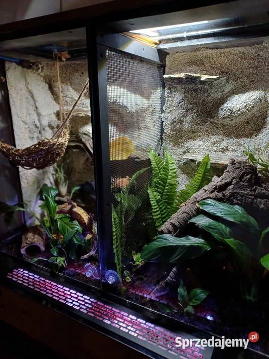 Sprzedam terrarium z 2 mieszkańcami gekony Gady i płazy Ostrzeszów