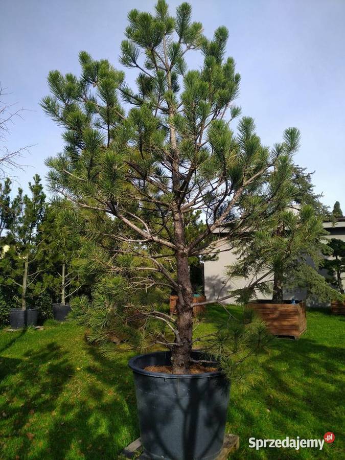 Sosna bośniacka 35 4m w donicy 160l Skierniewice