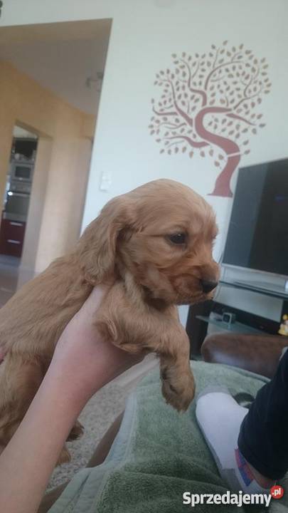 cocker spaniel szczeniaki Kłodawa